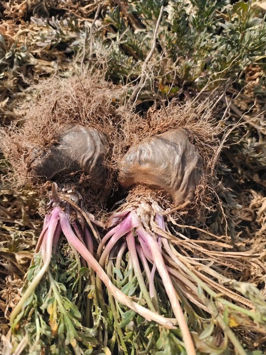 云南玛卡苗 新鲜黑玛卡 大玛卡 现挖发货