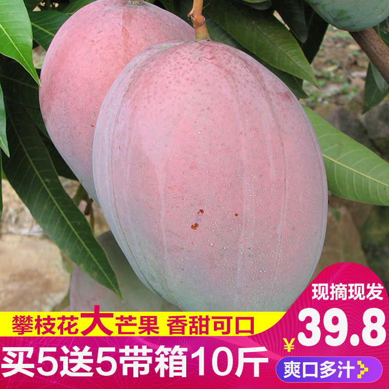 凱特大青芒果新鮮10斤帶箱包郵水果四川攀枝花非海南廣西白色貴妃