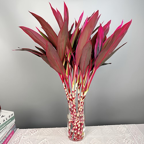 富贵竹水培植物客厅招发财竹子鸿运竹绿植盆栽花卉室内花紫竹wb