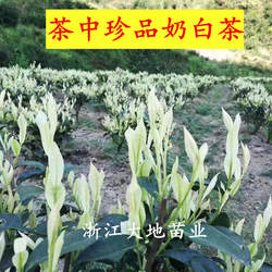 浙江新安四号奶白茶树苗 盆栽宁波极白茶树 特级景白茶苗满22包邮