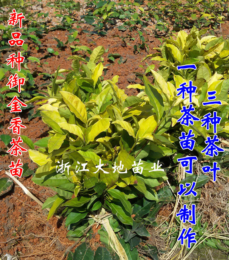 新品种浙江宁波御金香茶叶树苗 盆栽黄茶苗茶树苗里的黄金品种图片
