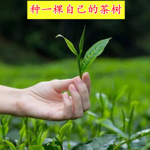 18元起包邮南北方绿茶苗黄金芽白茶铁观音茶叶树苗大茶树当年采摘