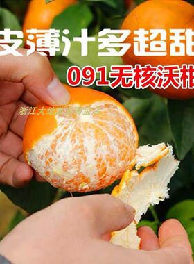 浙江桔子树苗常青无核沃柑好吃
