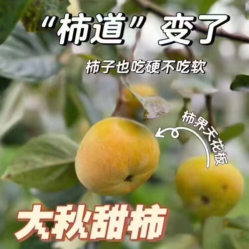 宁波带土球发货太秋柿子果树苗