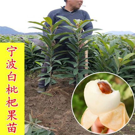 宁波宁海白枇杷树苗盆栽东山白玉白沙枇杷嫁接苗大五星枇杷结果苗