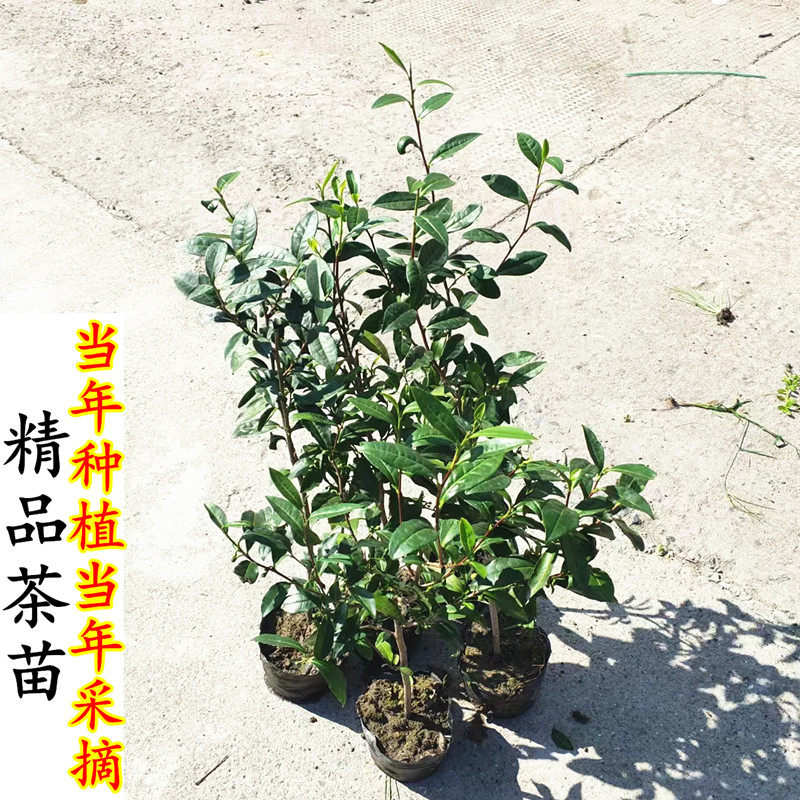龙井茶叶树苗当年采茶大苗 南方铁观音碧螺春红茶大茶树 绿茶苗