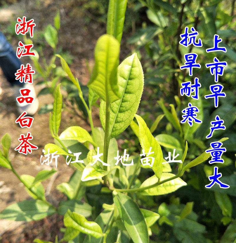 茶苗安吉白茶四季常青图片