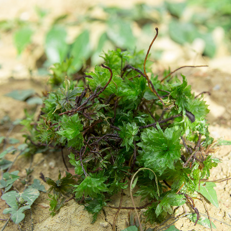 回心草云南正宗精挑深山货可食用泡煮水喝原产地直发中草药材包邮