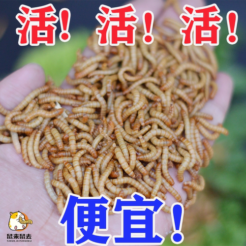 面包虫活虫鲜活黄粉虫金龙鱼画眉鸟饲料野钓石蛙仓鼠守宫金丝熊