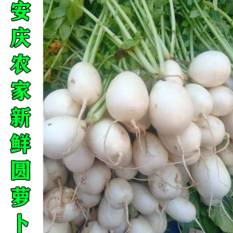 安徽安庆农家新鲜圆萝卜土萝卜小圆萝卜 宿松怀宁潜山望江圆萝卜