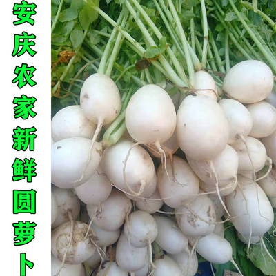 安徽安庆农家新鲜圆萝卜土萝卜小圆萝卜 宿松怀宁潜山望江圆萝卜