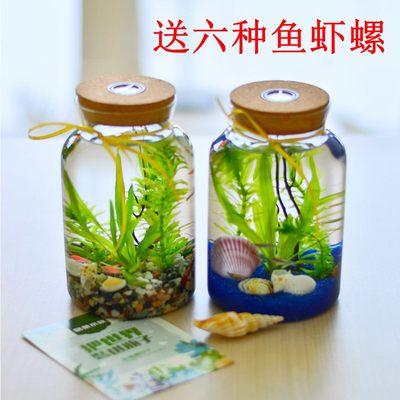 创意生态瓶小型桌面鱼缸观赏鱼虾螺微景观精致真水草造景diy礼物 虎窝淘