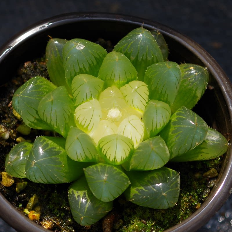 冰芯玉露锦彩色多肉植物稀有罕见品种大颗桌面绿植盆栽防辐射花