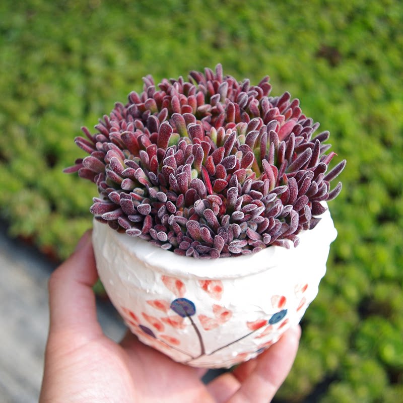 多肉植物稀有品种梦春室内阳台花卉防辐射绿植带盆栽好精品盆景