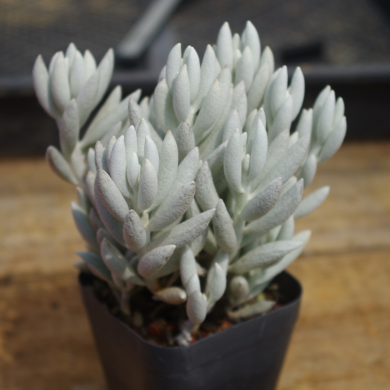 云南贵货多肉植物银月老桩多头稀有室内组合盆栽花卉含盆带土包邮