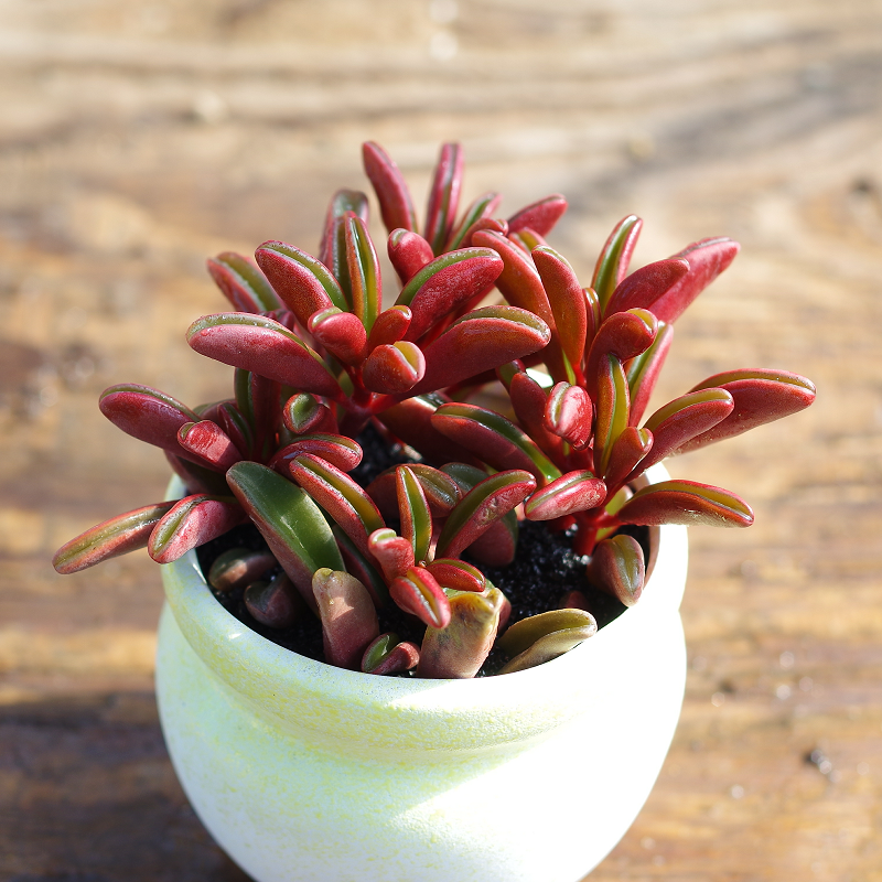 精品红背椒草多肉植物掌上盆景花室内阳台组合盆栽绿植稀有品种