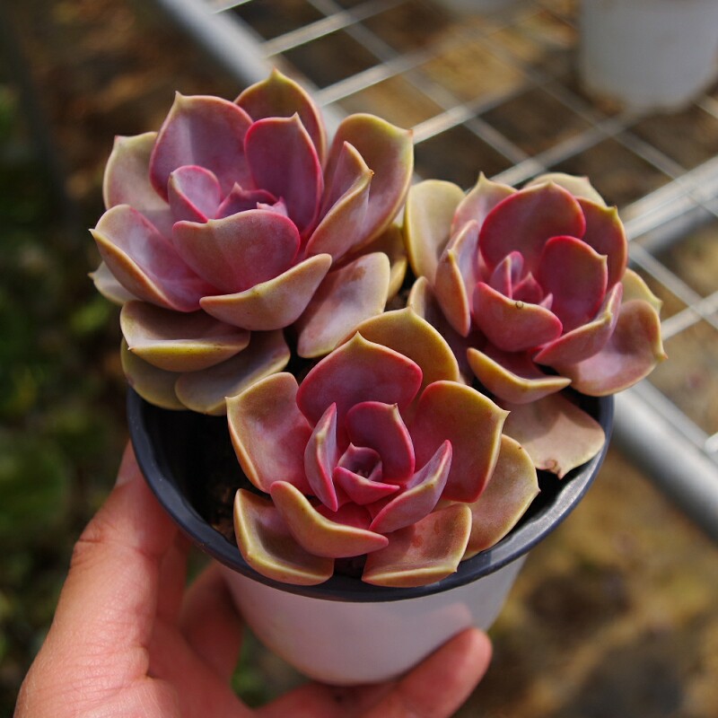 欧版紫珍珠老桩精品多肉植物办公室防辐射绿植组合带盆栽好盆景肉