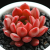 Succulent plants Spring Autumn balcony Ruby Long Product phase Green plant FULL