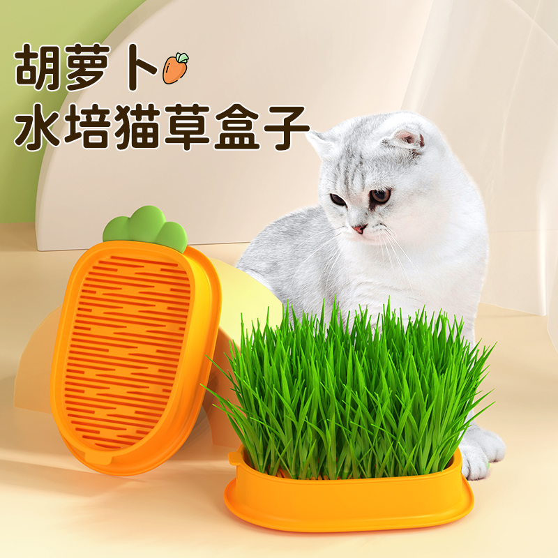 哈奇米猫草幼猫零食无土水培