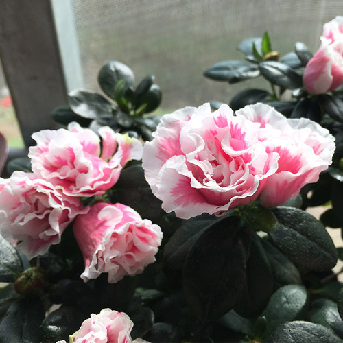 盆栽好养不断观花植物