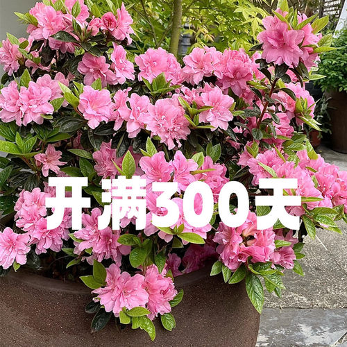 星锐园艺地载耐寒耐热开花