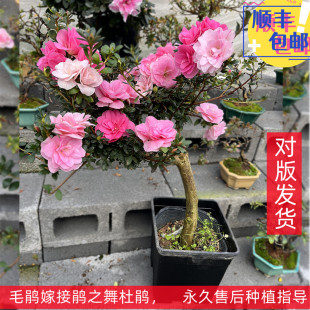 鹃之舞日本皋月杜鹃花盆栽四季开花稀有阳台名贵品种花卉庭院好养