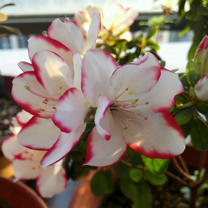 彩钻杜鹃红唇百合杜鹃花杜鹃两双色 杜鹃花带花苞盆栽阳台植物