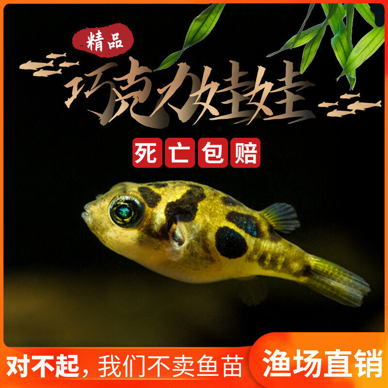 巧克力娃娃鱼潜水艇淡水观赏鱼小型迷你河豚吃螺除杂螺丝活体包邮