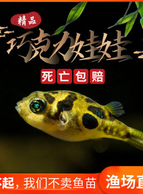 巧克力娃娃鱼潜水艇淡水观赏鱼小型迷你河豚吃螺除杂螺丝活体包邮