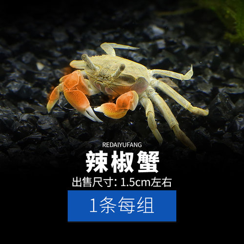 观赏辣椒活体淡深水迷你动宠物桌面缸套装西瓜恶魔寄居螃蟹