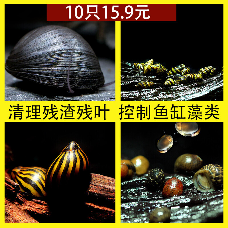 除藻螺进口黑金刚杀手斑马洋葱鲍鱼彩蛋螺吃屎螺鱼缸水族工具观赏图片