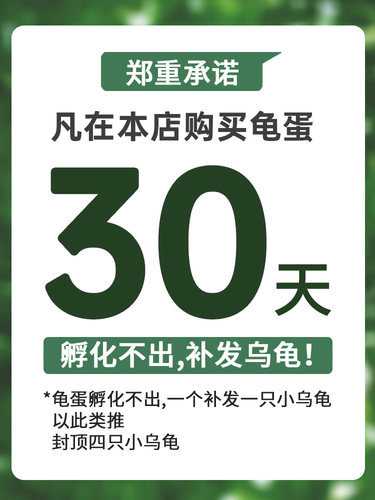 宠尚天乌龟蛋可孵化套装儿童小宠物龟中华草龟巴西龟活物受精蛋