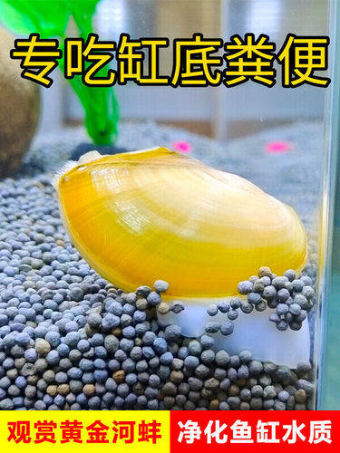 鱼缸清理粪便吃黄金小河蚌鲜活体淡水净化水质观赏黑金刚除藻大螺