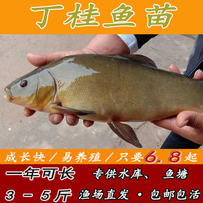 正宗丁桂鱼苗丁贵鱼丁岁鱼须岁鱼欧洲丁鱥丁穗鱼淡水养殖本地鱼种