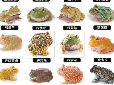 活体宠物青蛙蝌蚪黄金绿角蛙活物蝴蝶角蛙钟角蛙霸王小丑非洲牛蛙