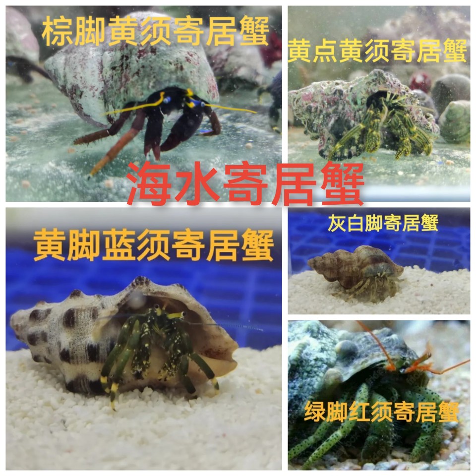 海水寄居蟹 翻砂 观赏 清洁蟹 好养易活 吃藻 养在海水缸内