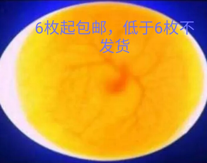 鸽子种蛋可孵化受精蛋各种颜色肉鸽蛋39元6枚包邮