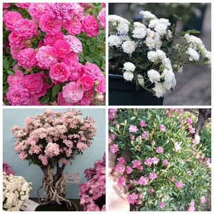 【斯基园艺】超微月季系列樱坂紫咲雪月姬乙女小盆景造型勤花多头