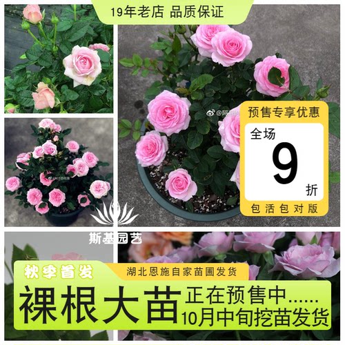 处女座月季新品十二星座四季开微