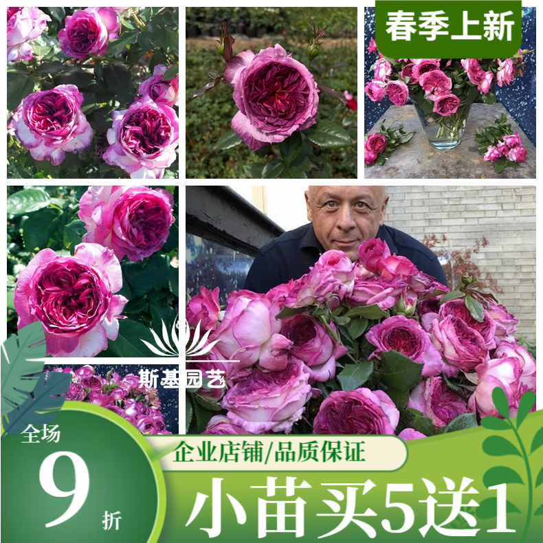 【斯基园艺】蓝莓蛋糕月季新品法国戴尔巴德切花强香大花阳台大苗