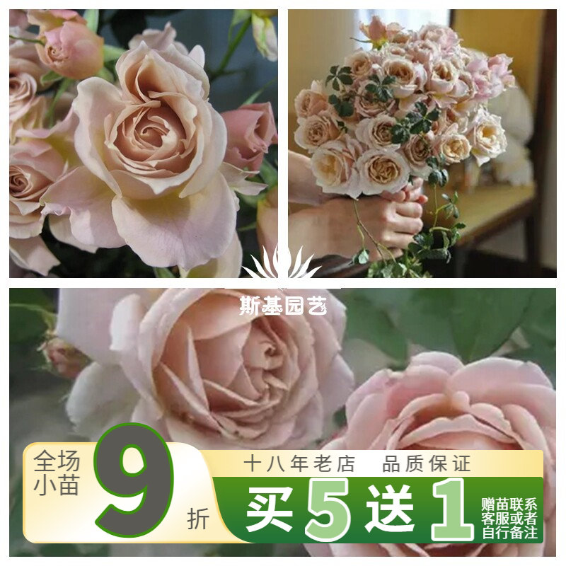 【斯基园艺】八神/庵月季日本丰花咖啡色复古盆栽裸根扦插中大苗