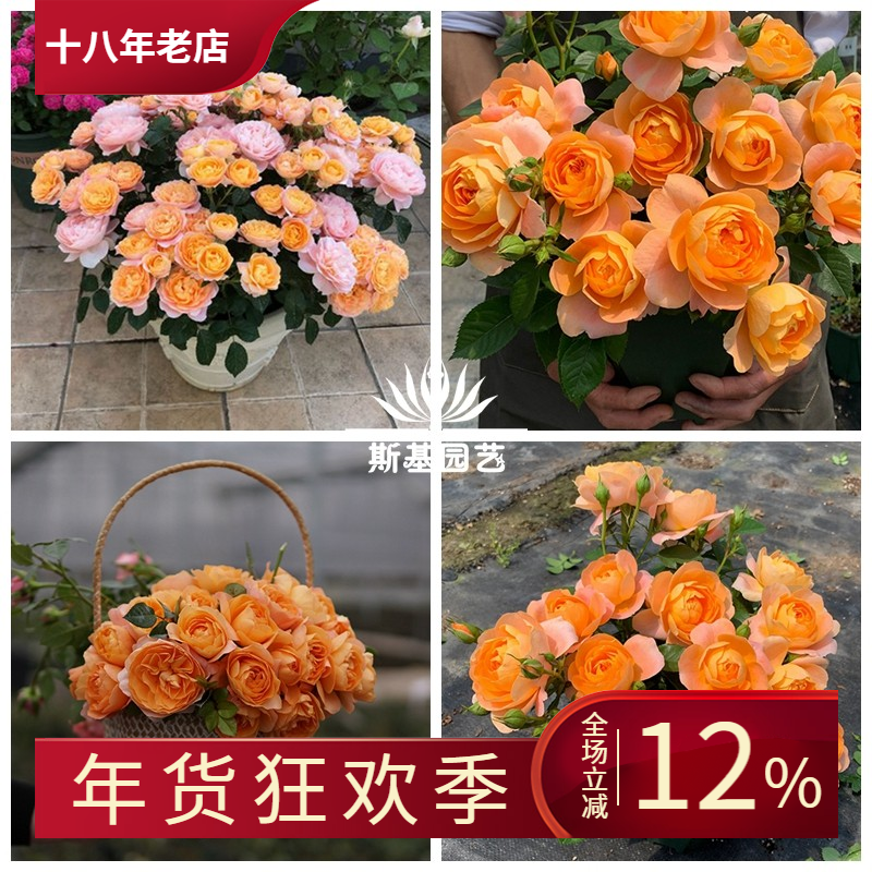 【斯基园艺】果汁阳台飞溅果汁微型树月季棒棒糖大花微月季中大苗,鲜花速递/花卉仿真/绿植园艺,时令草本花卉,淘宝优惠券,粉丝福利购,淘宝优惠卷