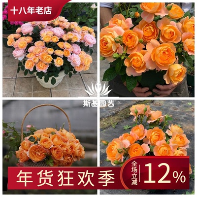 斯基果汁阳台荷兰中苗微型月季