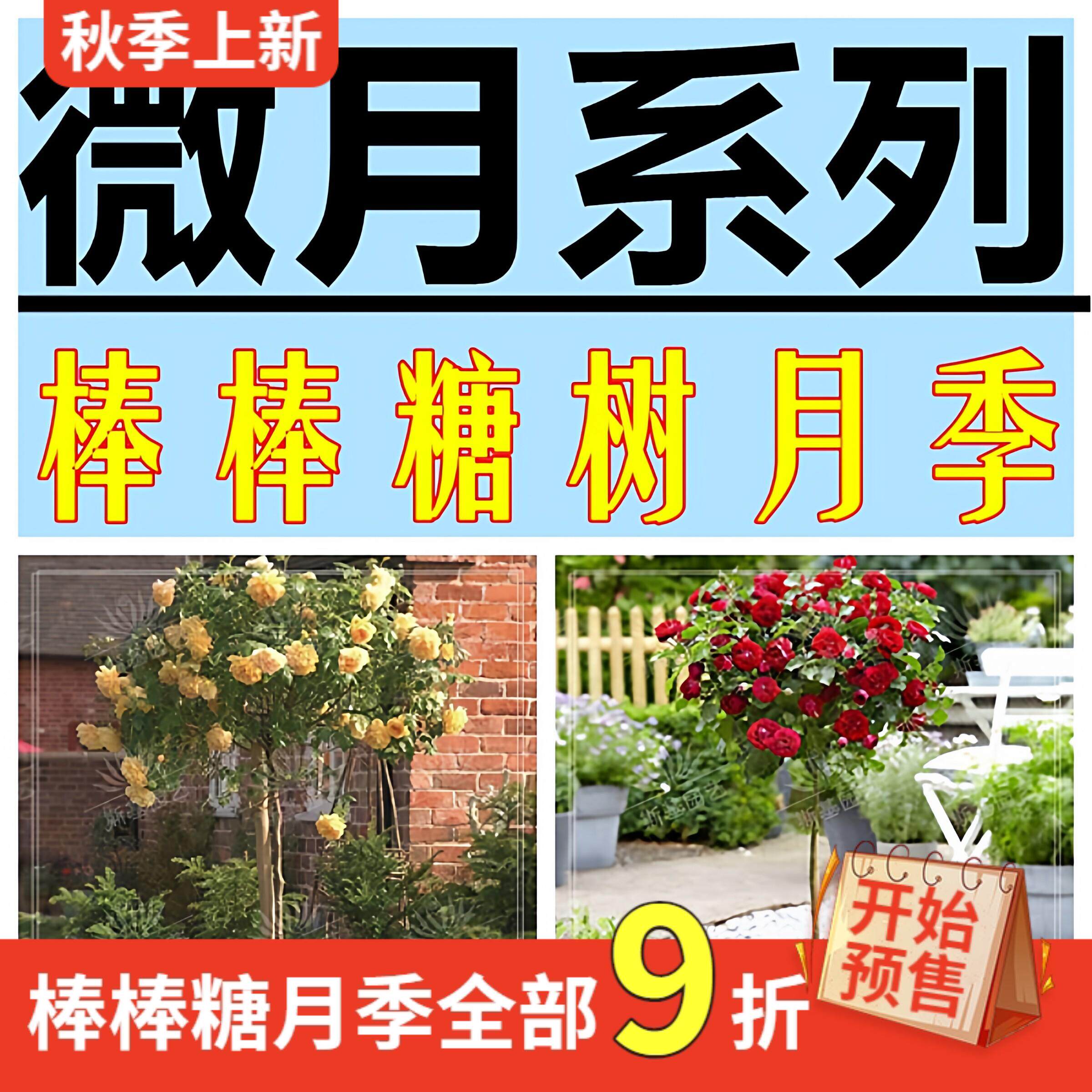 微月棒棒糖树状月季树桩高杆玫瑰花果汁阳台金丝雀海神王庭院浓香