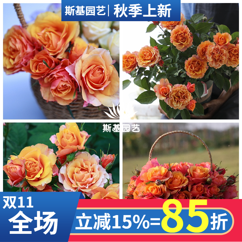 永远的艾帕索月季丹麦复古花微型