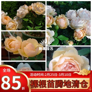 【斯基园艺】沃勒顿老庄园月季英国灌木浓香苞子可藤可灌少刺裸根