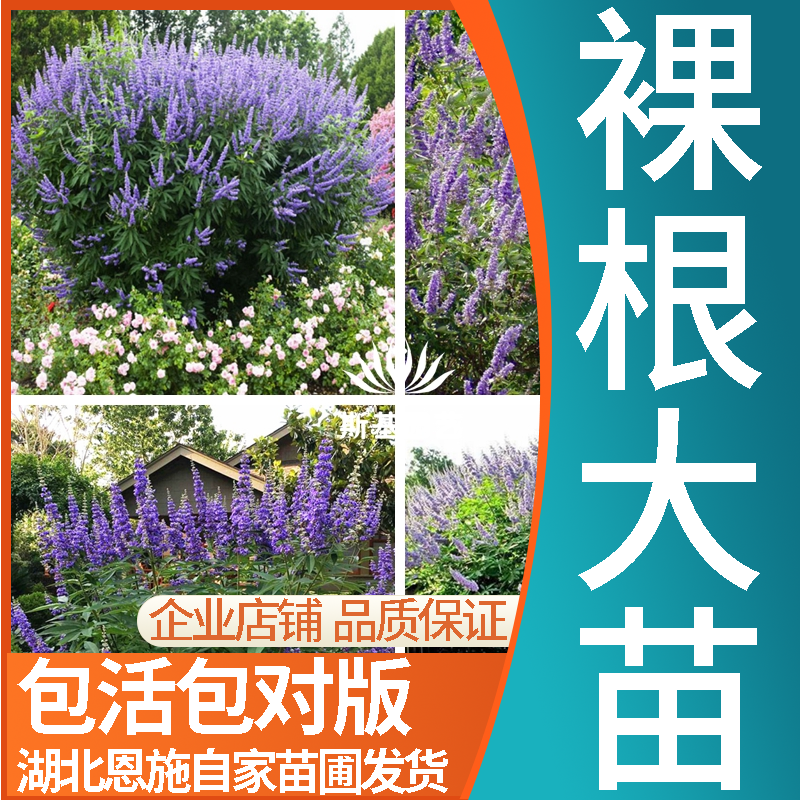【斯基园艺】穗花牡荆 花苗当年能开花大型蓝色花序花园木本植物