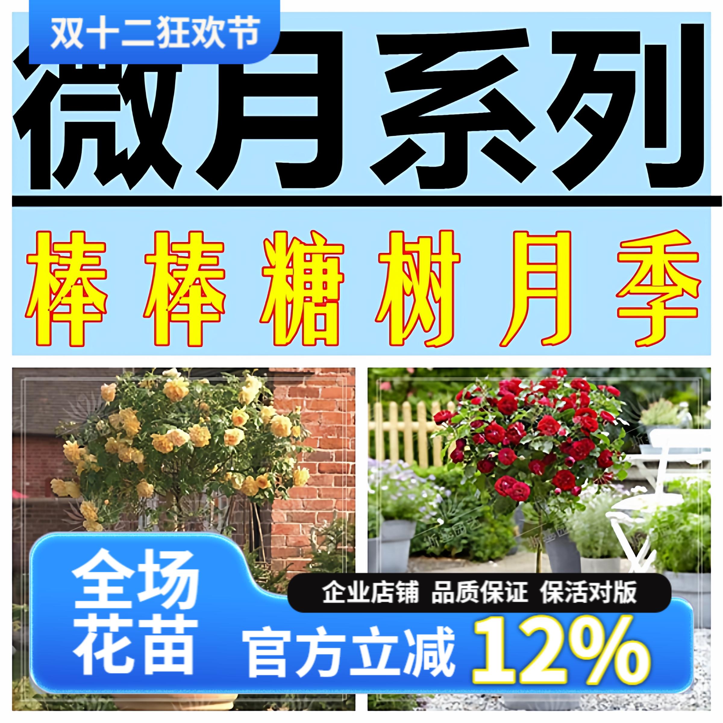 棒棒糖月季阳台庭院特价清仓四季