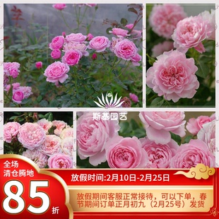 【斯基园艺】铃之妖精/美丽公园月季法国微型多头勤花盆栽欧大苗