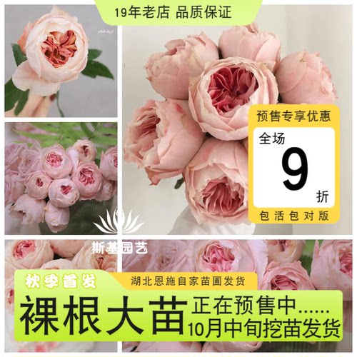 樱花公主月季超新品切花大包子苗